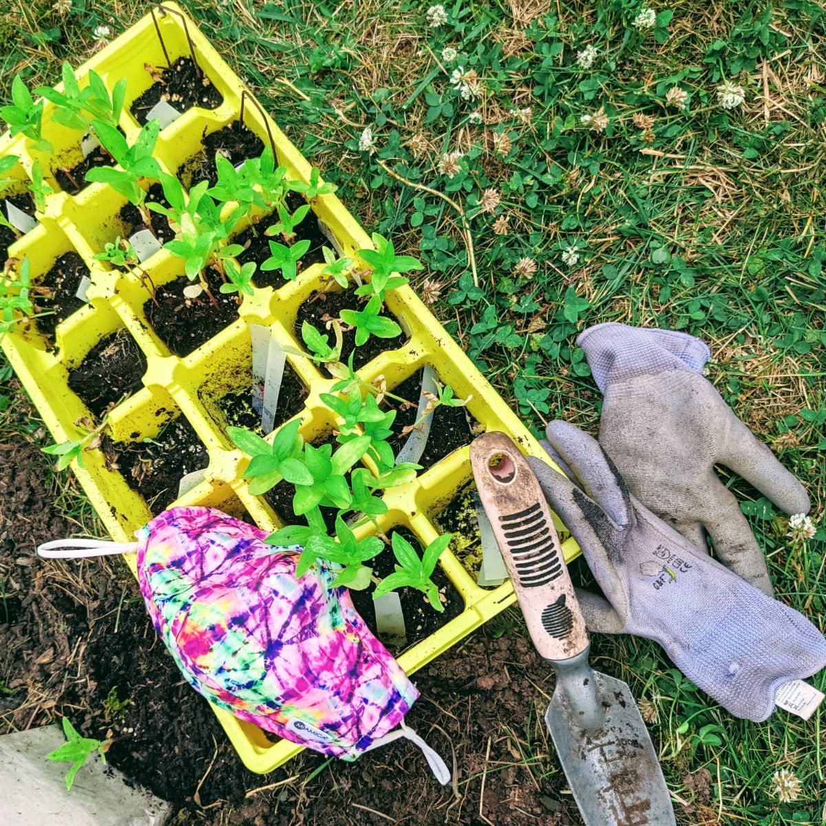 Covid-19 quarantine gardening as therapy and stress relief - tray of zinnia seedlings with face mask, shovel, and gloves