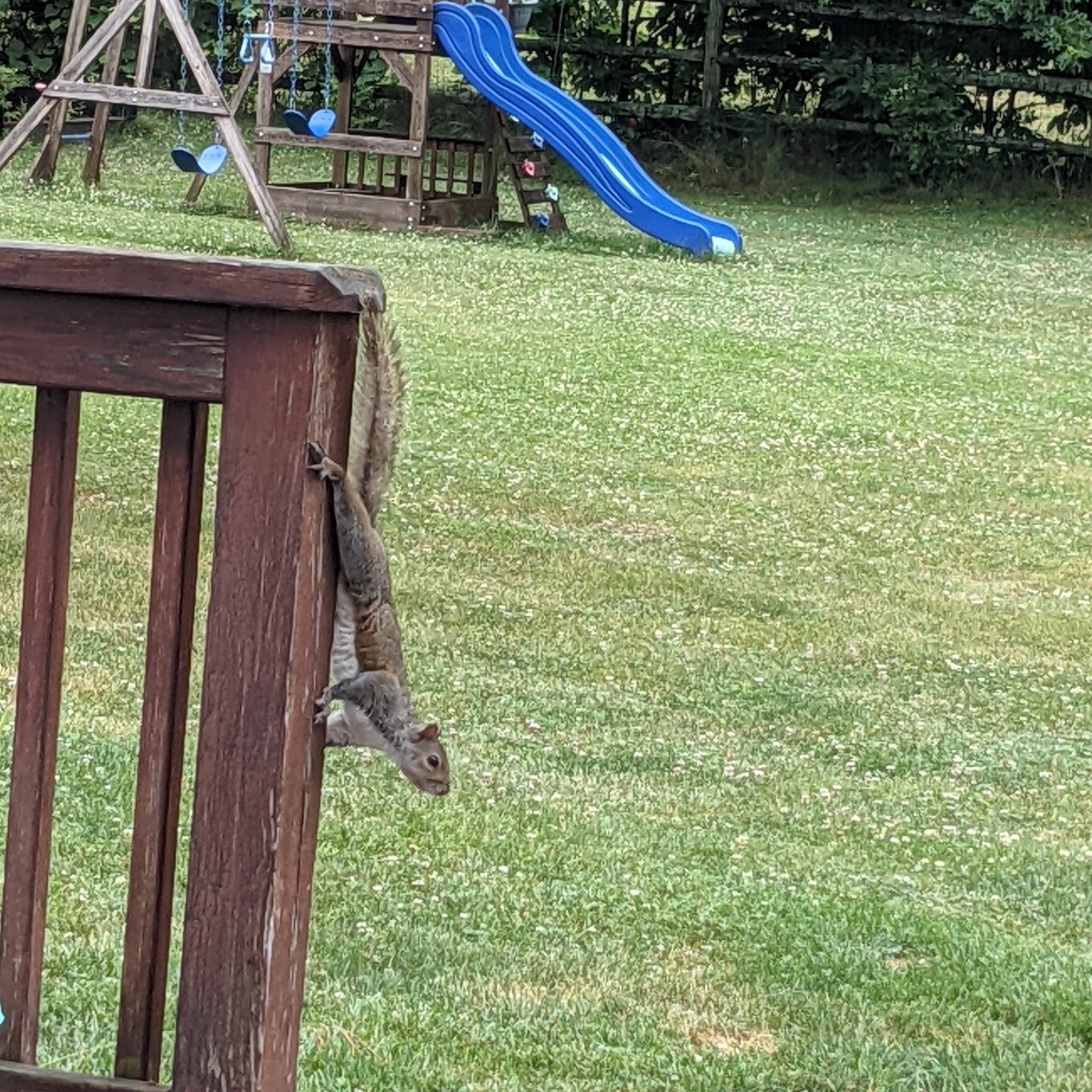 Squirrel climbing on deck - How to Deter Squirrels from Garden and Backyard spaces