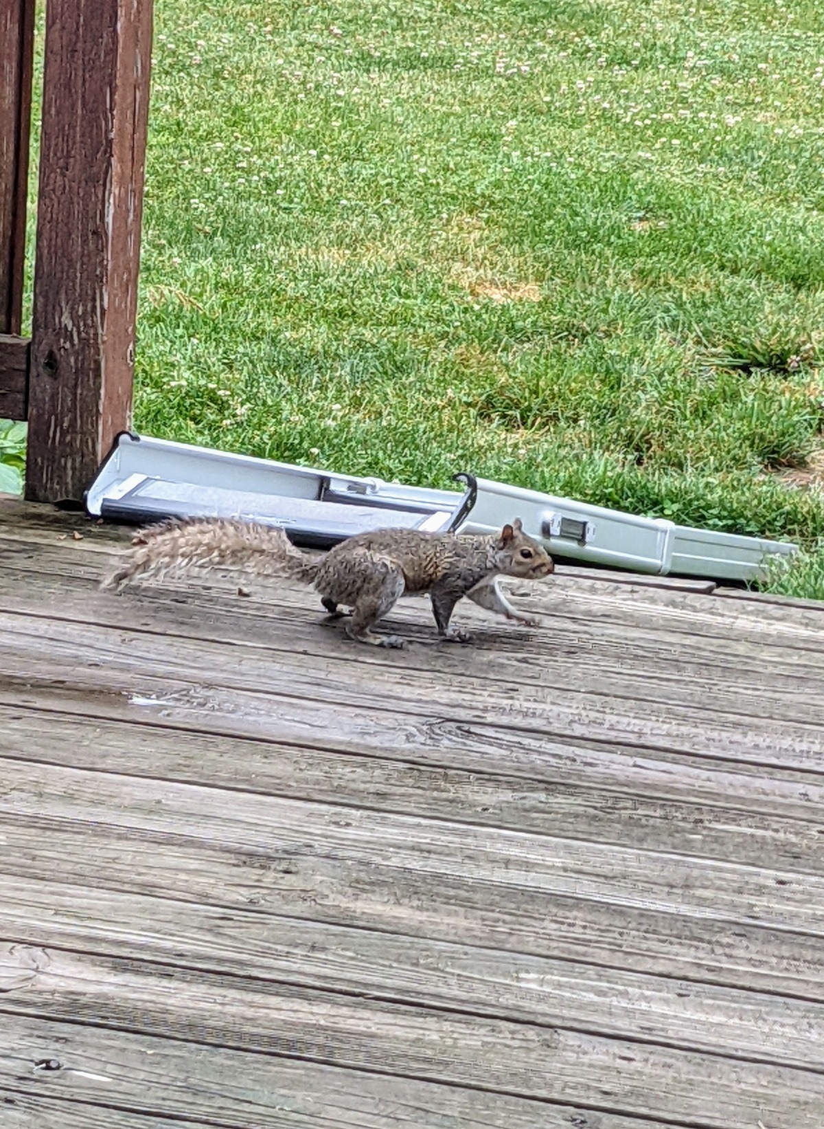 Gray squirrel on the deck near a ramp