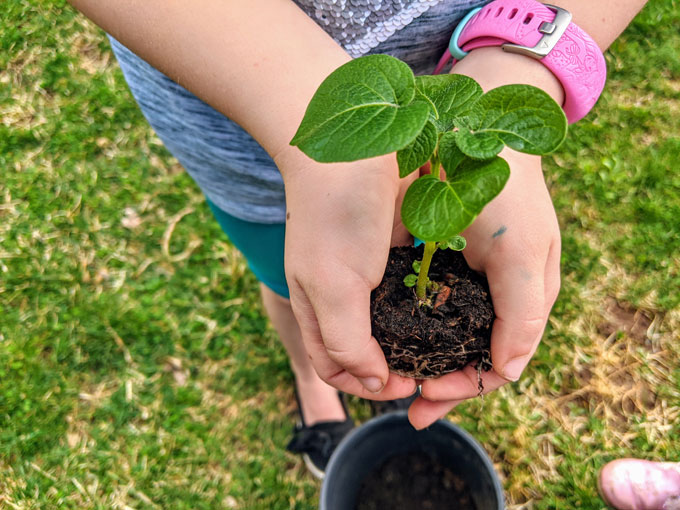 Planting with Preschoolers and School-Aged Kids