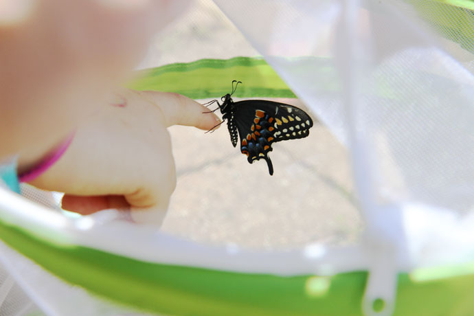 Butterfly Enclosure on Amazon