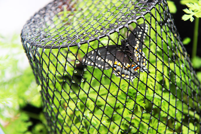 Butterfly in Wire Waste Basket