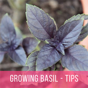 Basil Care: Growing Basil Seed to Harvest (and Seed Saving)