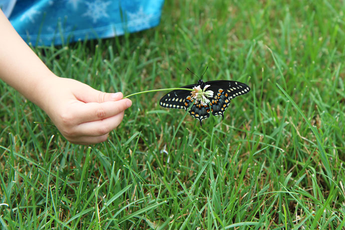 Butterfly on Clover Flower