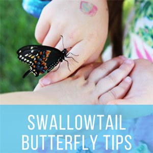 Raising and Hatching an Eastern Black Swallowtail Butterfly