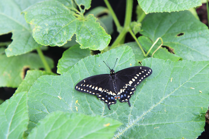 Eastern Black Swallowtail Full Wingspan on Cucumber Plant