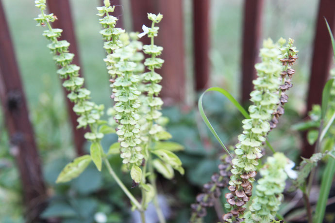 Basil Flowers and Seed Pods