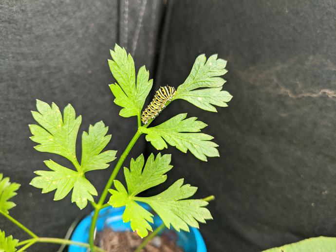 Bright Green and Black Swallowtail Caterpillar