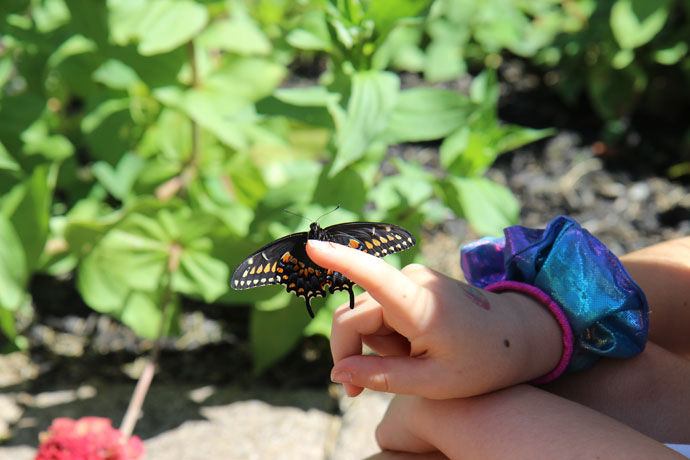 Swallowtail