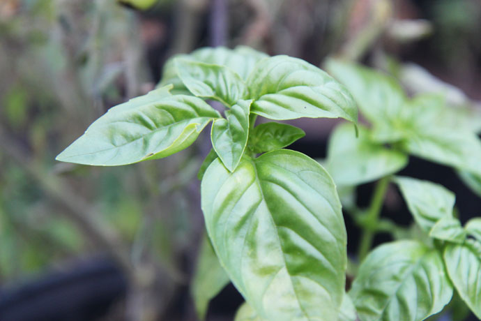 Growing Basil in Pots - Sweet Basil Plant