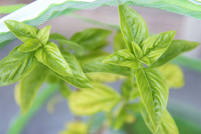 Growing Basil - basil care tips. Bright green basil plants sticking out of netted caterpillar and butterfly house