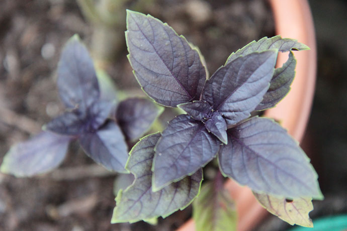 Growing Purple Basil Herbs in Home Garden