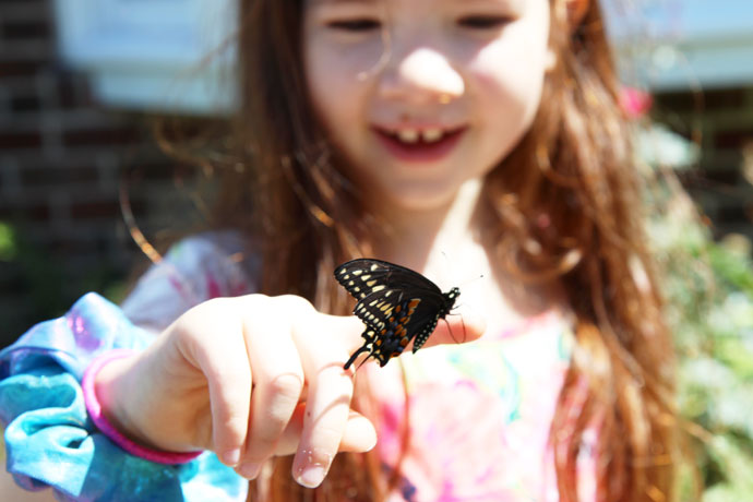 Raising Swallowtail Butterfly