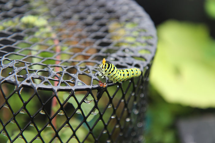 Swallowtail Caterpillar