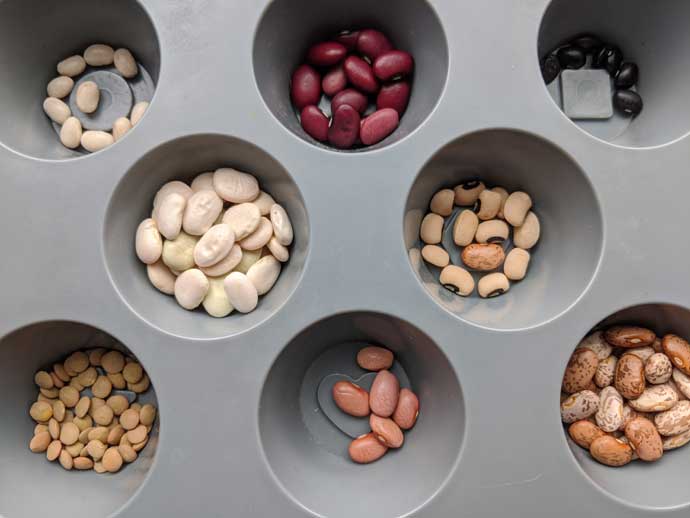 Mixed bean seeds in a gray muffin tin