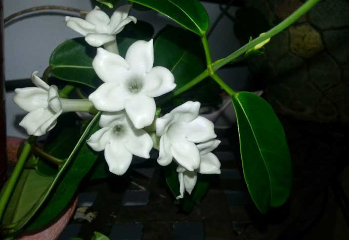 Madagascar Jasmine - Stephanotis Florabunda - Moon Garden Flowers