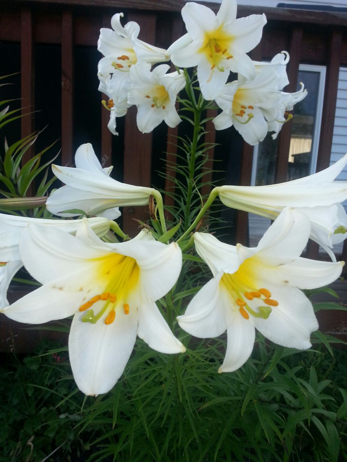 White Lilies for Moon Garden