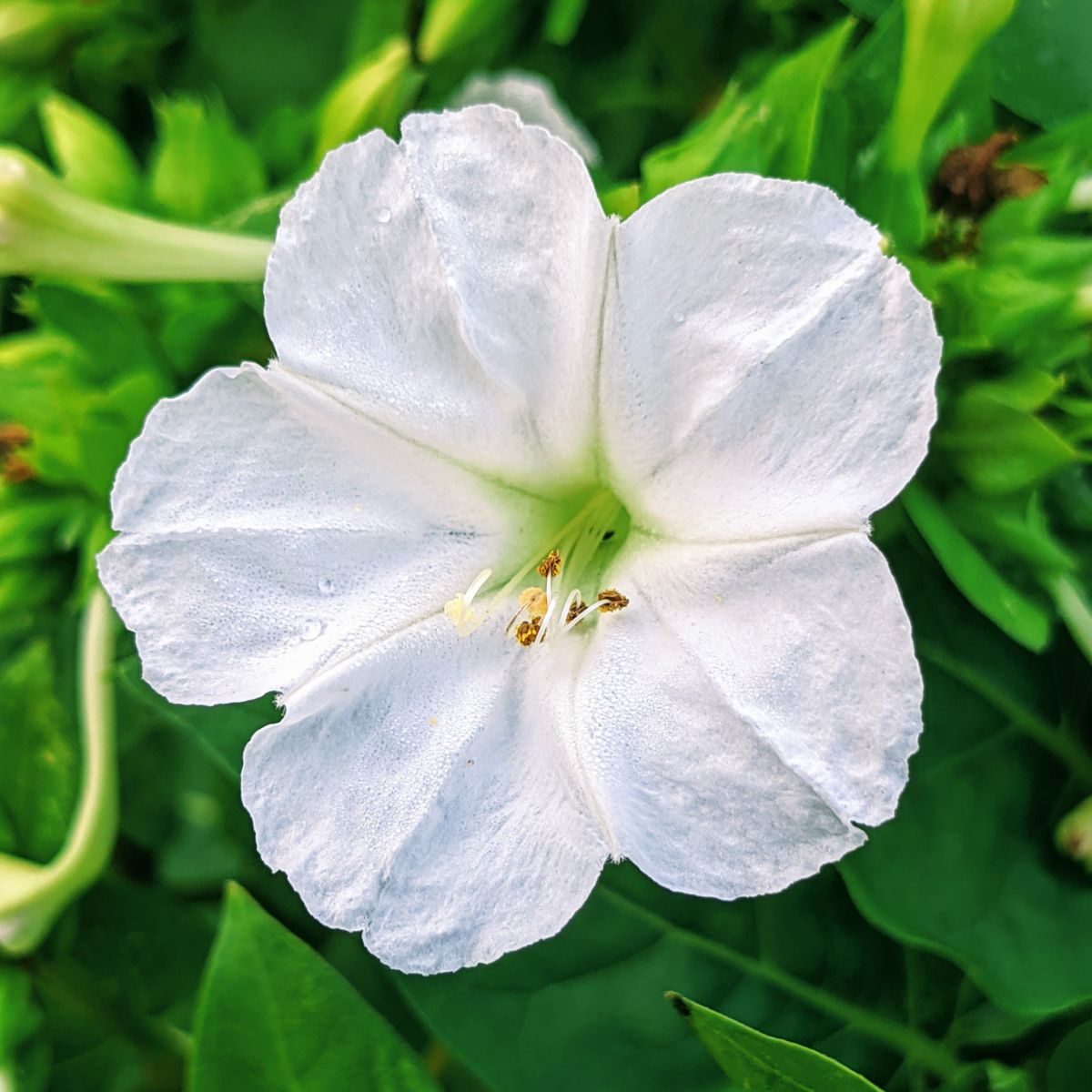 White 4 oclock flowers are a good moon garden idea...