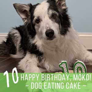 Celebrating Our Dog’s 10th Birthday – Dog Eating Cake!
