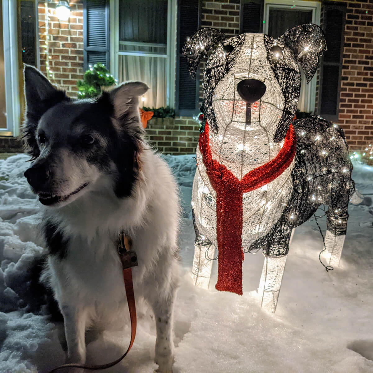 Light-Up Border Collie Christmas Decoration for the Yard with Real Border Collie