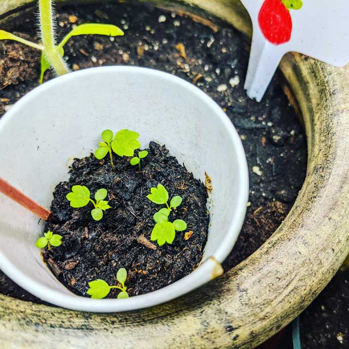 Planting Strawberry Seeds in Pots - Germinate Strawberry Seeds Easily with these tips - tiny baby strawberry seedlings in a pot