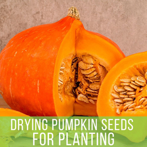 Saving Pumpkin Seeds for Planting