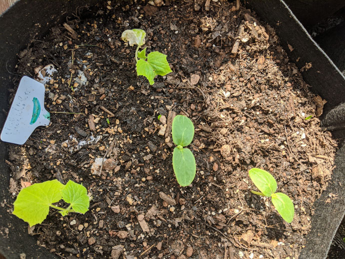 Baby Cucumber Plants as Companions for Tomato