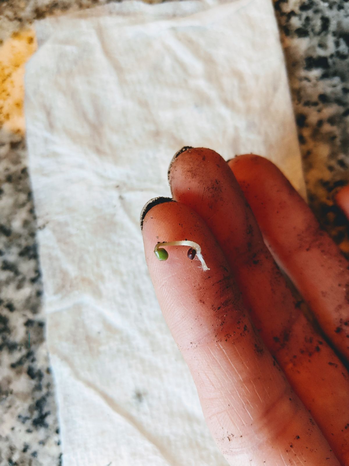 Broccoli seedling sprouted using baggie germination method