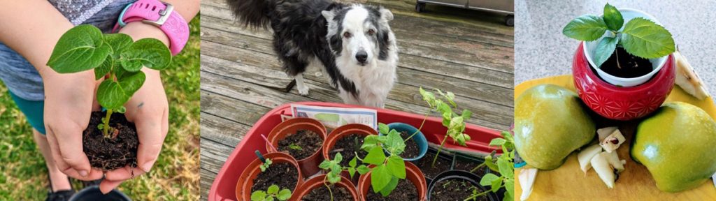 Bunny's Garden Blog Banner - Girl's Hands Holding Plant, Border Collie with Wagon of Plants, Apple Cut Open with Baby Apple Tree