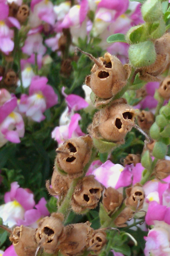 Harvesting and Collecting Snapdragon Seeds - Purple flowers and brown skull like seed pods