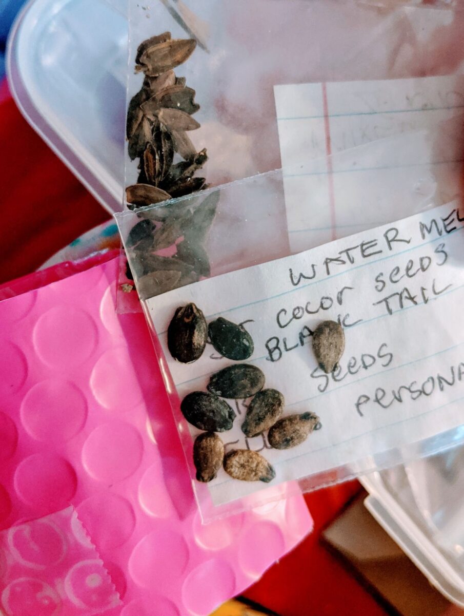 Watermelon seeds packed in a seed swap