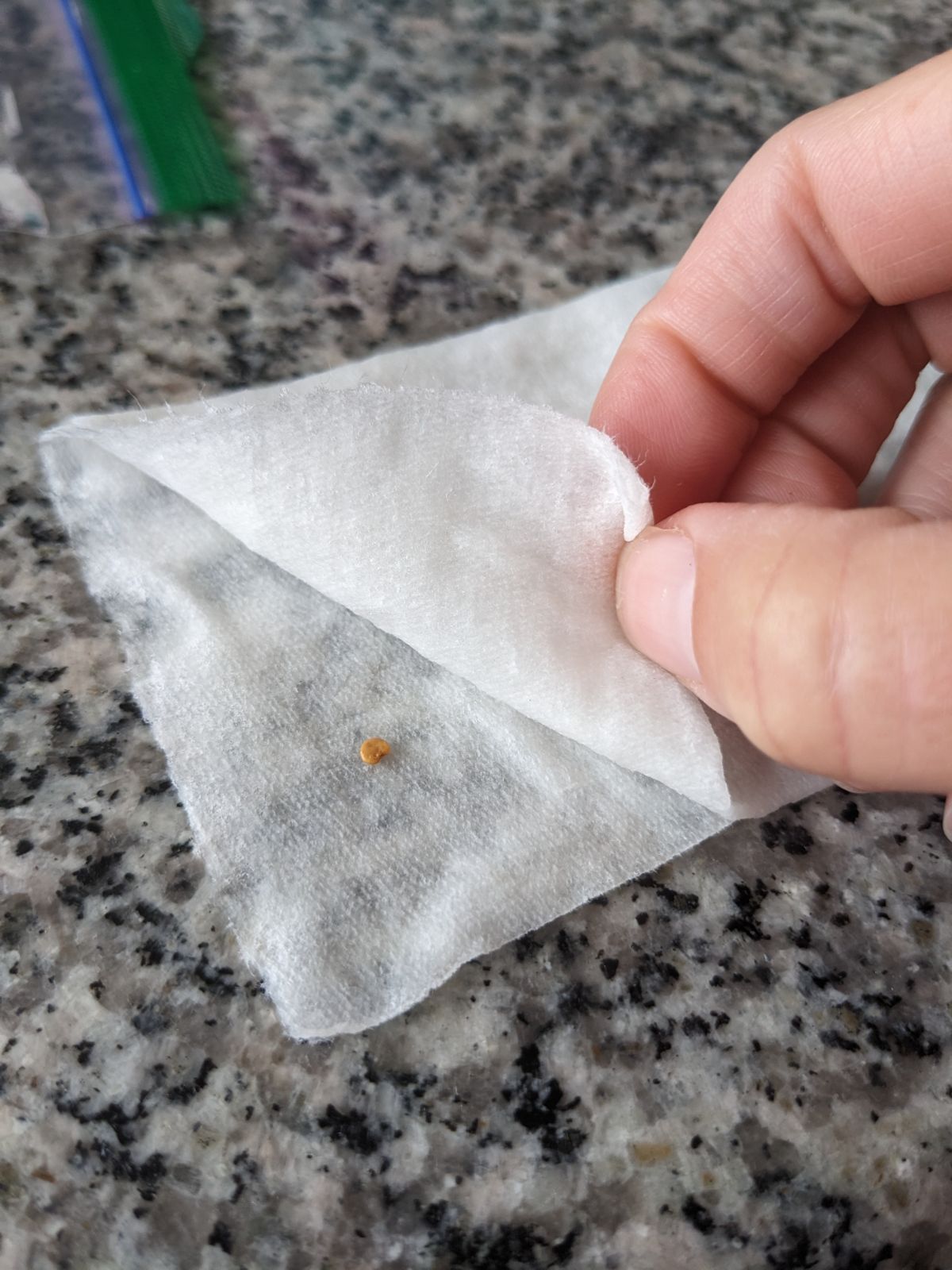 Folded paper towel with seeds inside