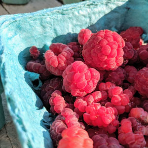 Fresh Picked Red Raspberries in a Recycled Paper Carton