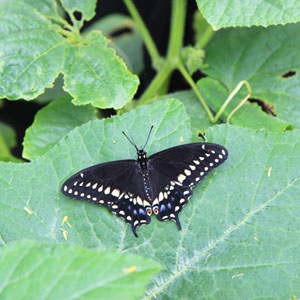 Garden Friends - Black Swallowtail Butterfly on a Leaf