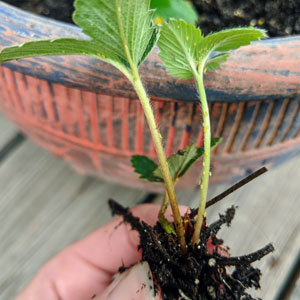 Garden Pests - Green Aphids on a Pineberry Start Plant near a pretty Flower Pot