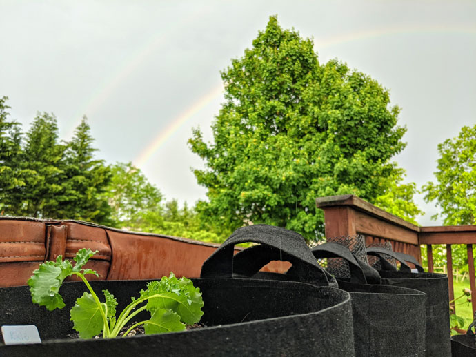 Kale Germination under the rainbow - Young Kale Plant Growing in a Black Grow Bag under a Double Rainbow with Trees in the background