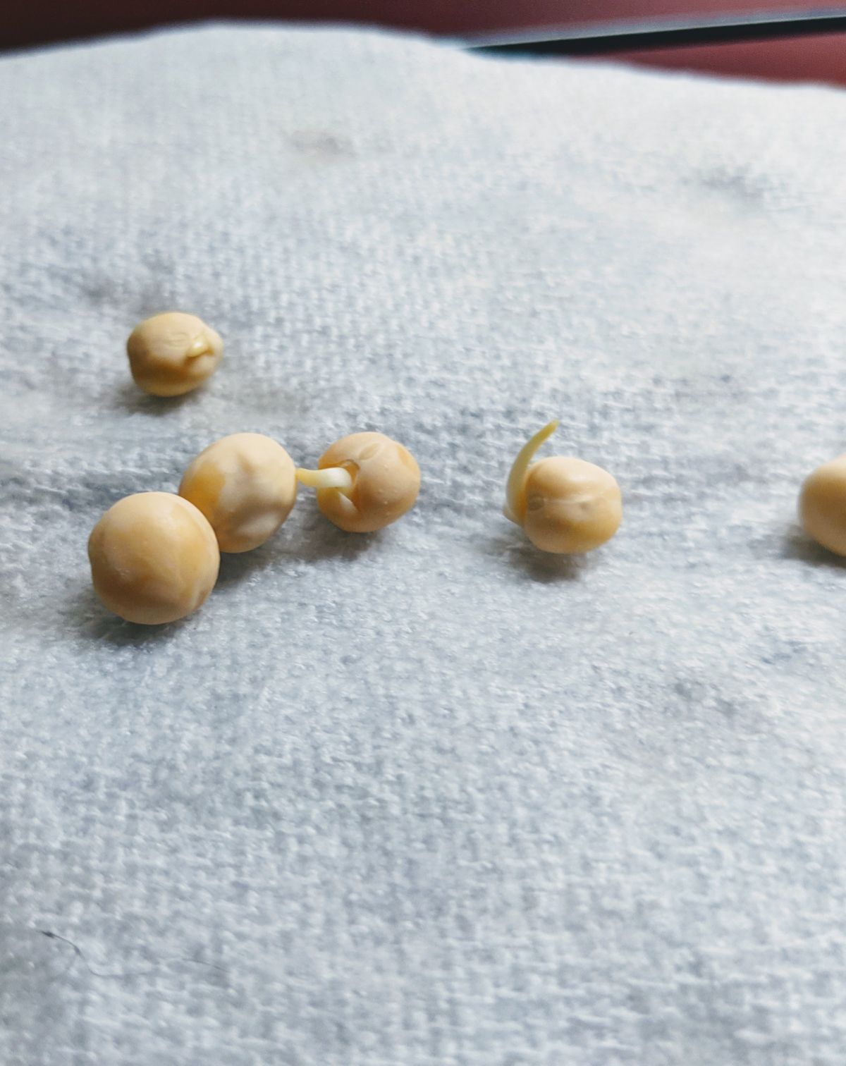 Germinated snow pea seeds on paper 