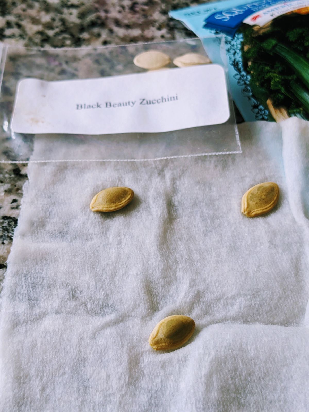 Germinating zucchini seeds in paper towels