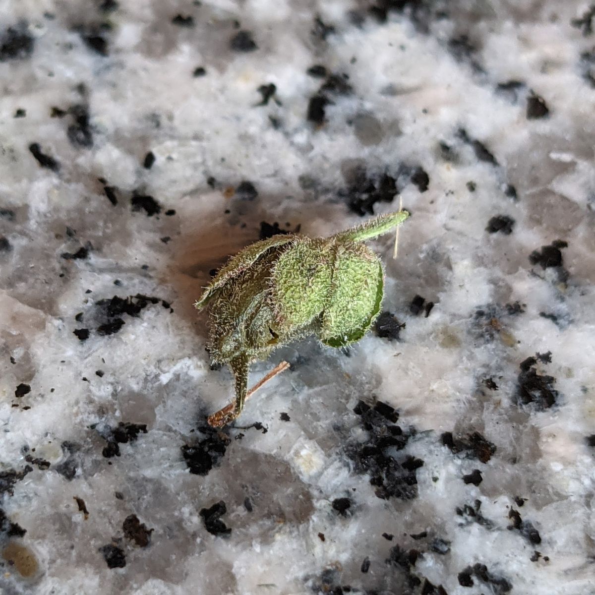 Green Snapdragon Seed Head on granite table