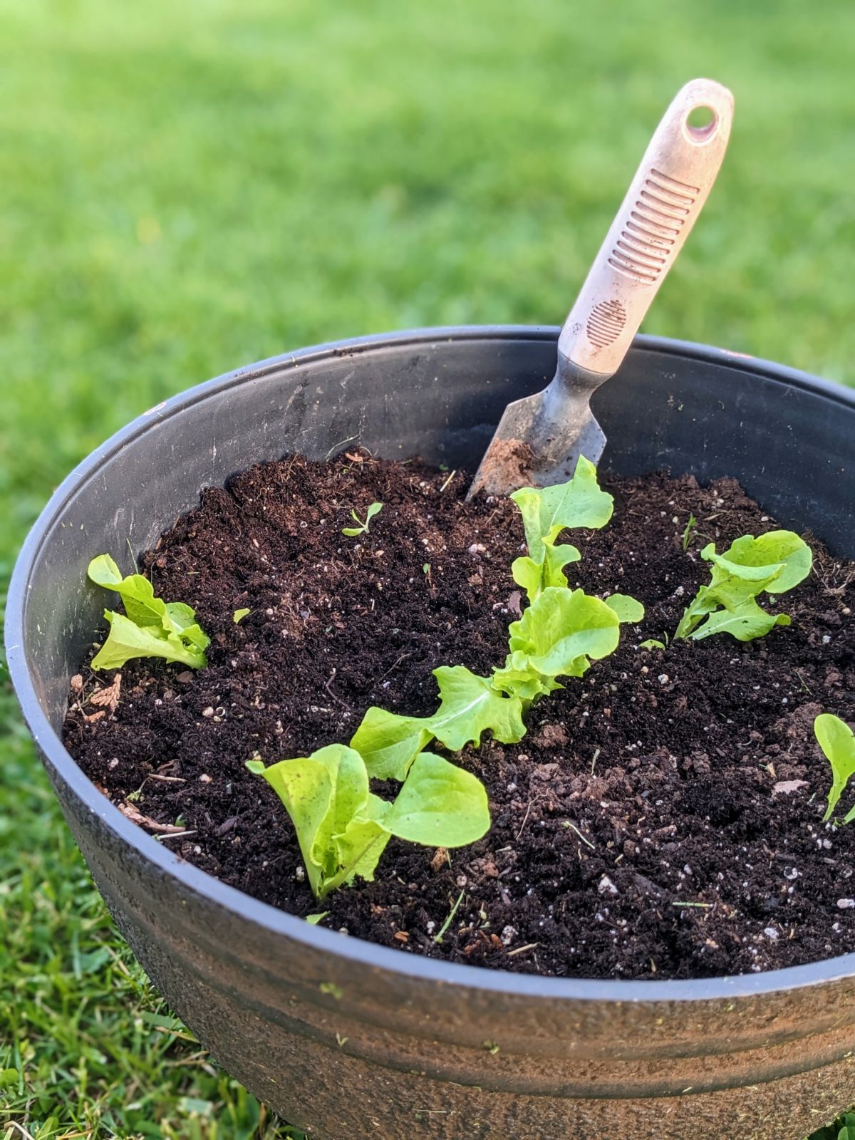 Big container growing loose leaf lettuce with a hand shovel