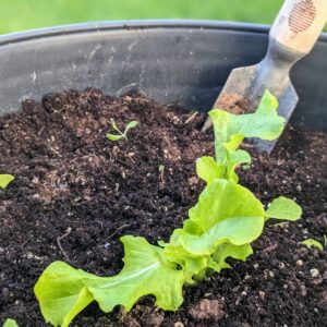 Growing Leaf Lettuce in Pots (Seeds & Starts) Plus Container Ideas