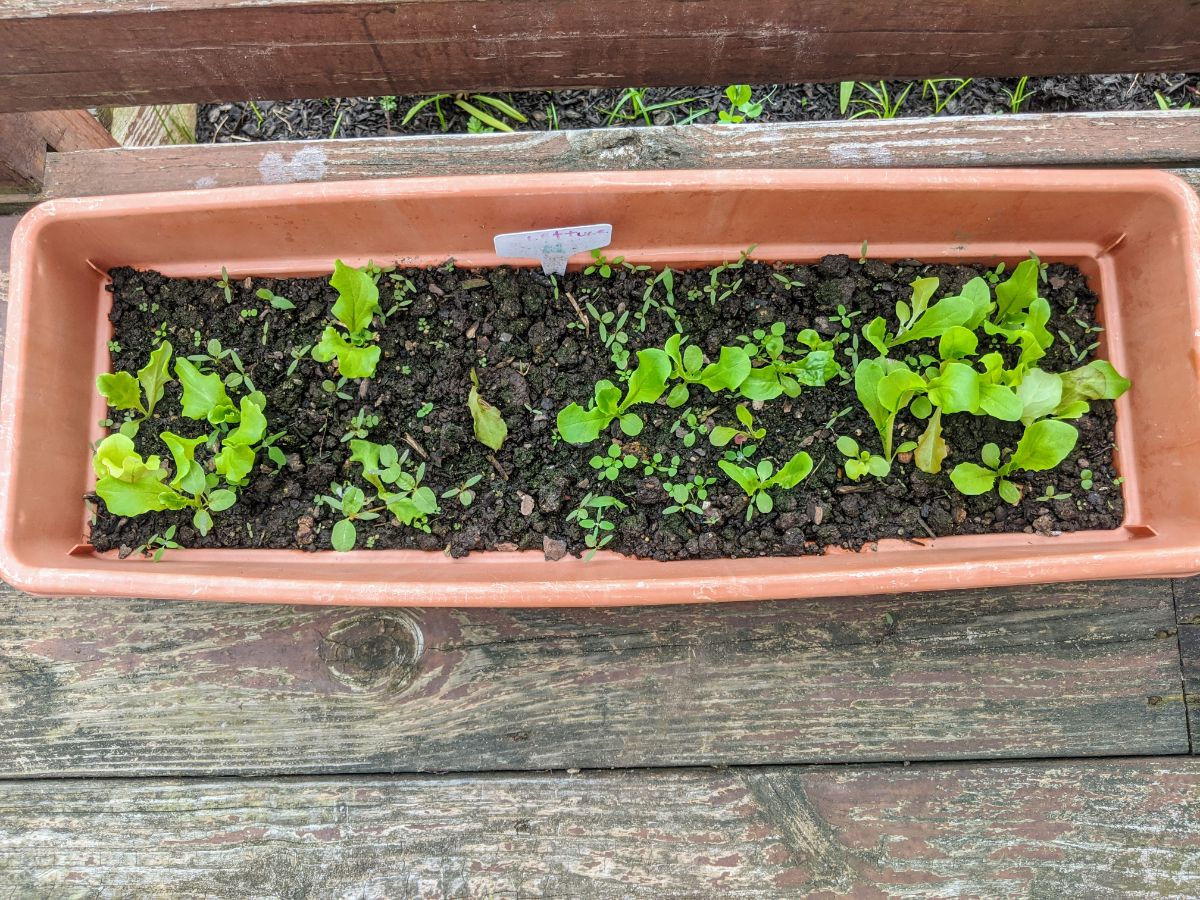Growing leaf lettuce in rectangular planter