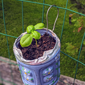 Baby Basil Herb Plant Growing in Fence Garden Planter