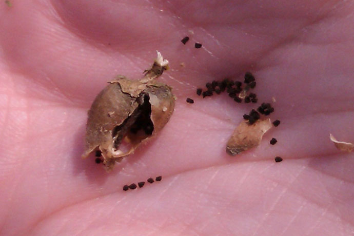 Breaking open a Snapdragon Skull Seed Pod For Harvesting Snapdragon Seeds - Hand holding broken seed pod and tiny black seeds