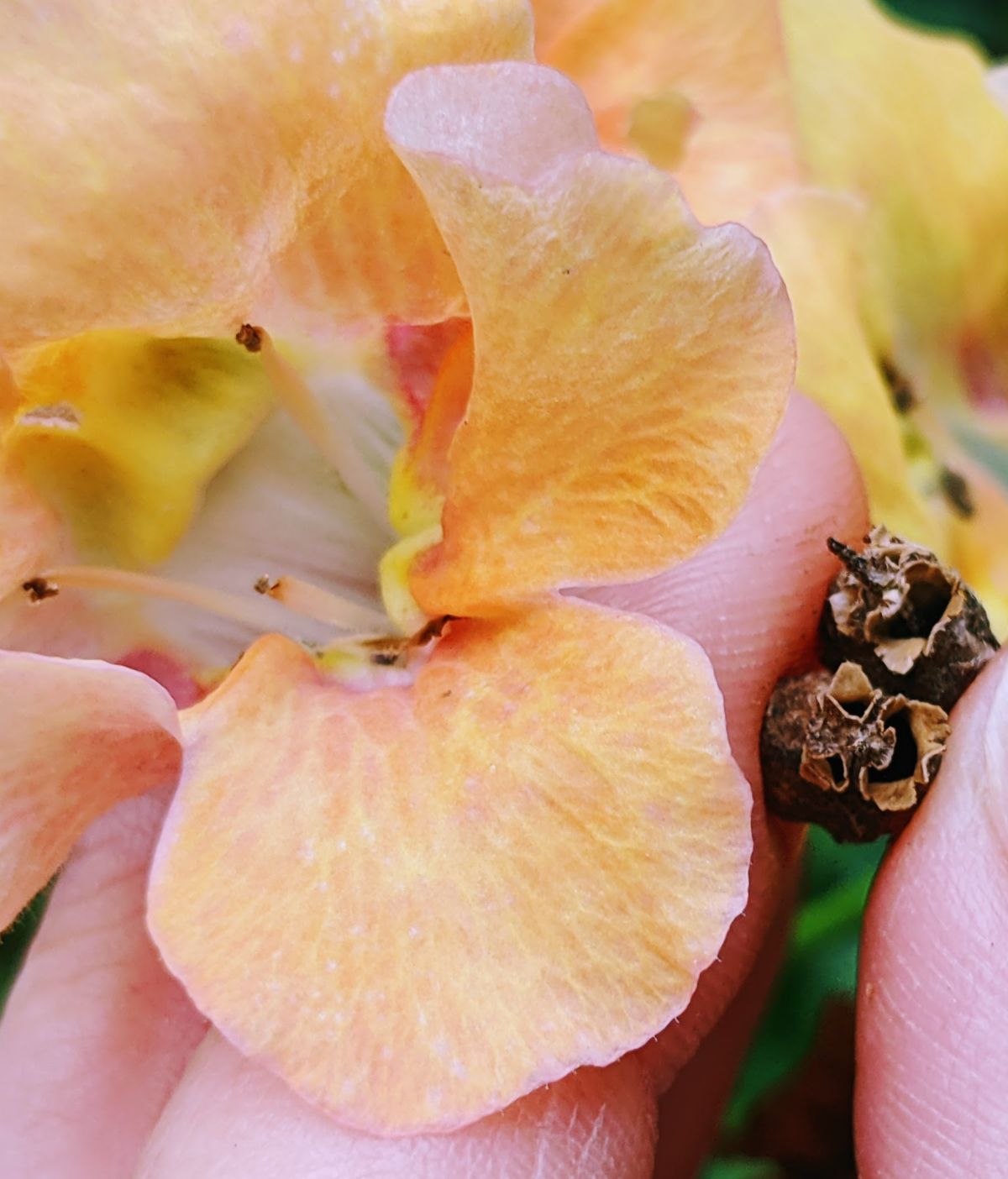 Harvesting snapdragon seed heads, showing them next to peach colored snapdragon bloom