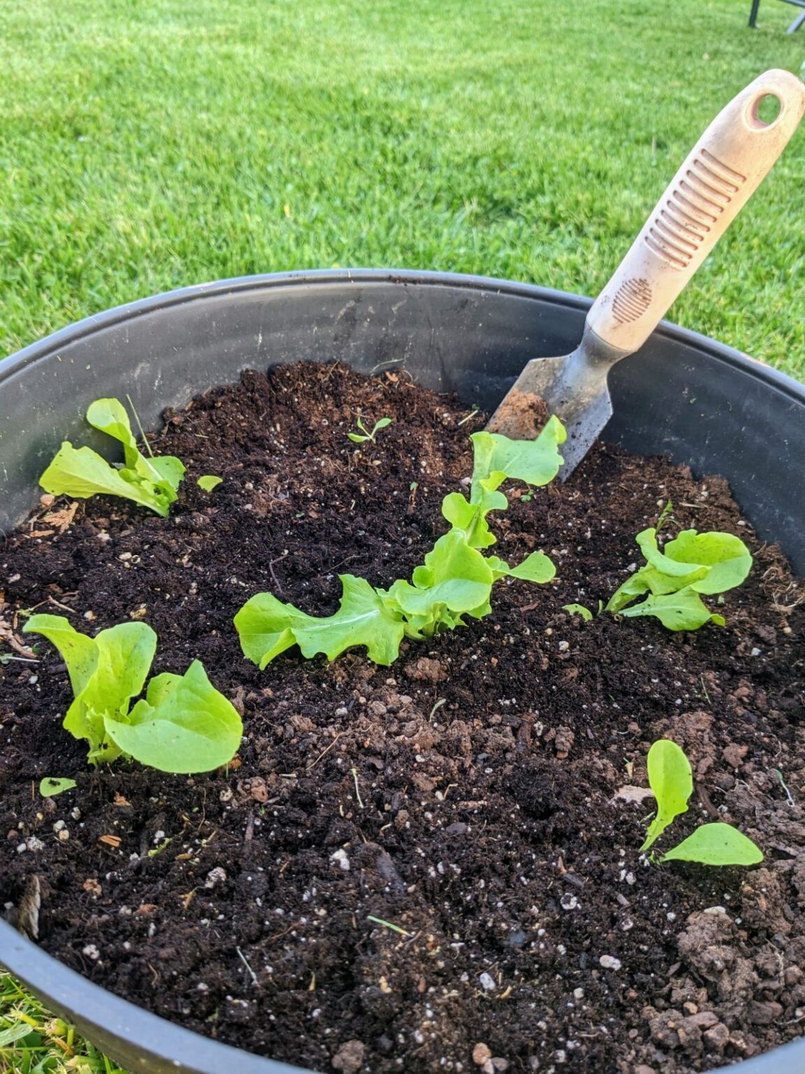 Growing Leaf Lettuce in Pots (Seeds & Starts) Plus Container Ideas
