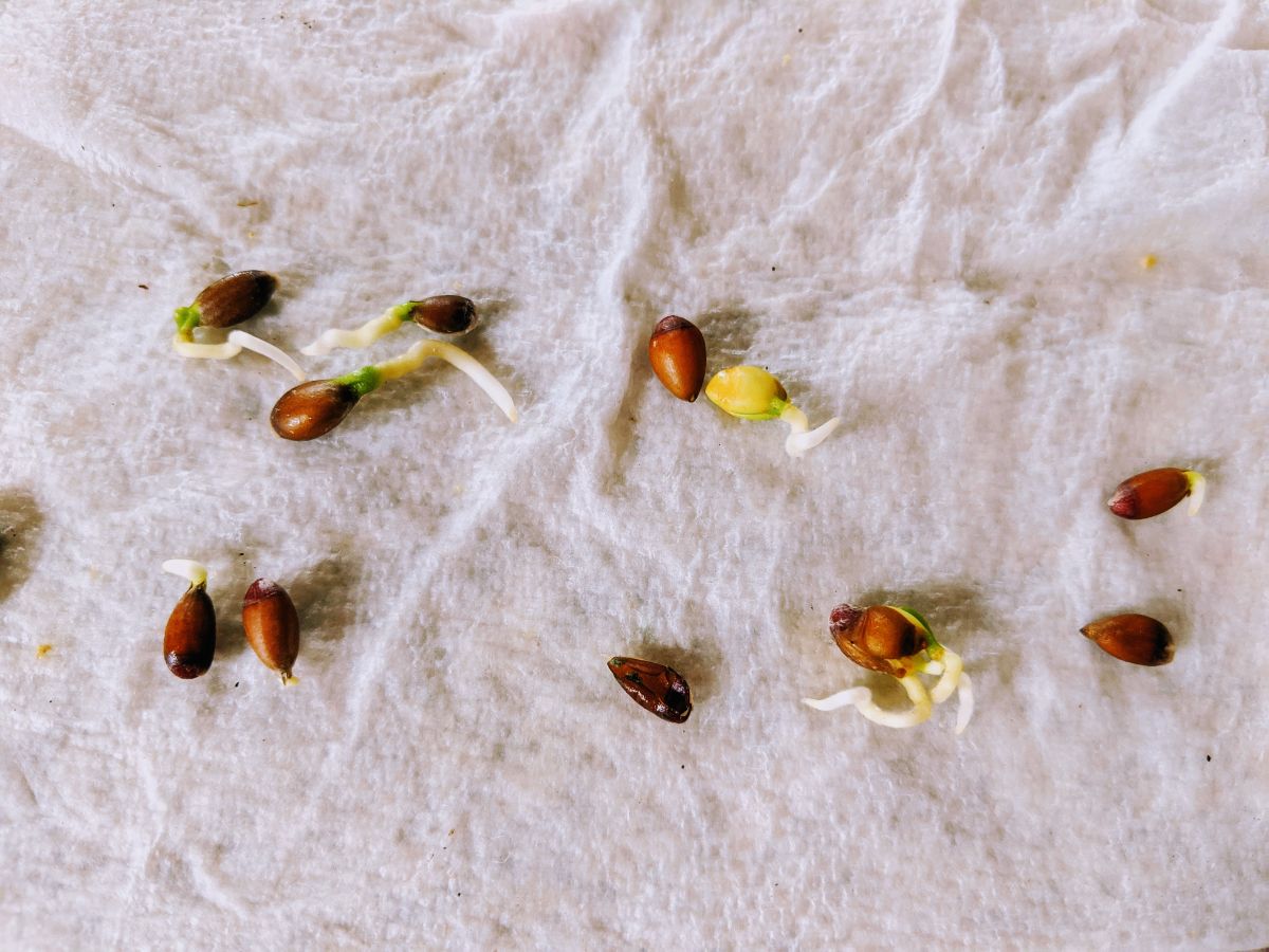 Lemon Seeds Germinating in a Wet Paper Towel