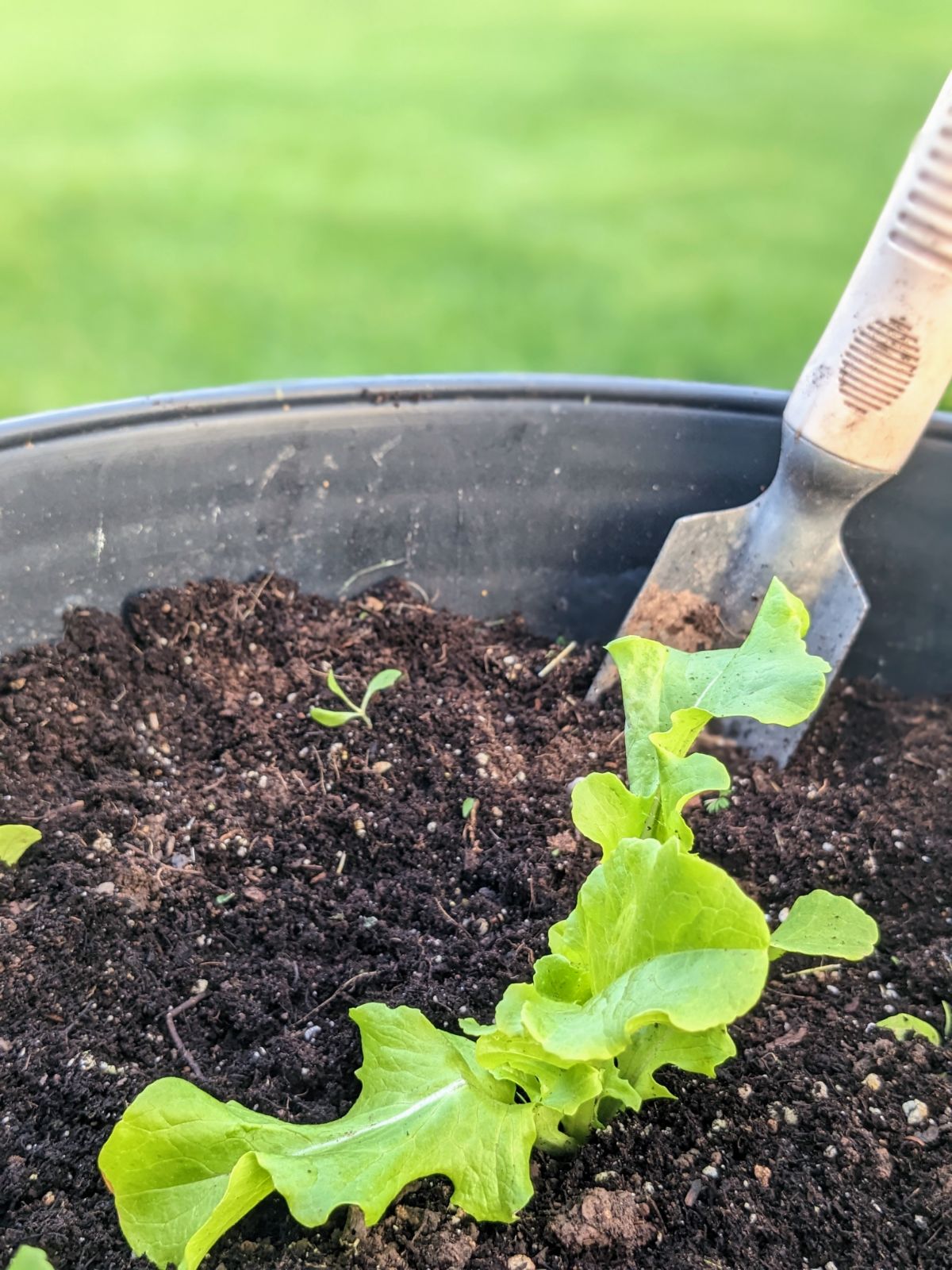 Growing leaf lettuce in containers - green lettuce and a hand spade in a pot of soil