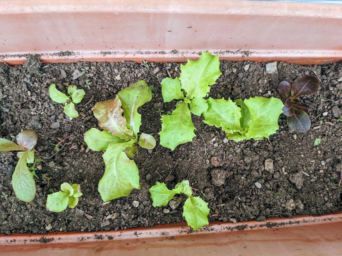 Rectangular Lettuce Planter on our deck with several kinds of leaf lettuce