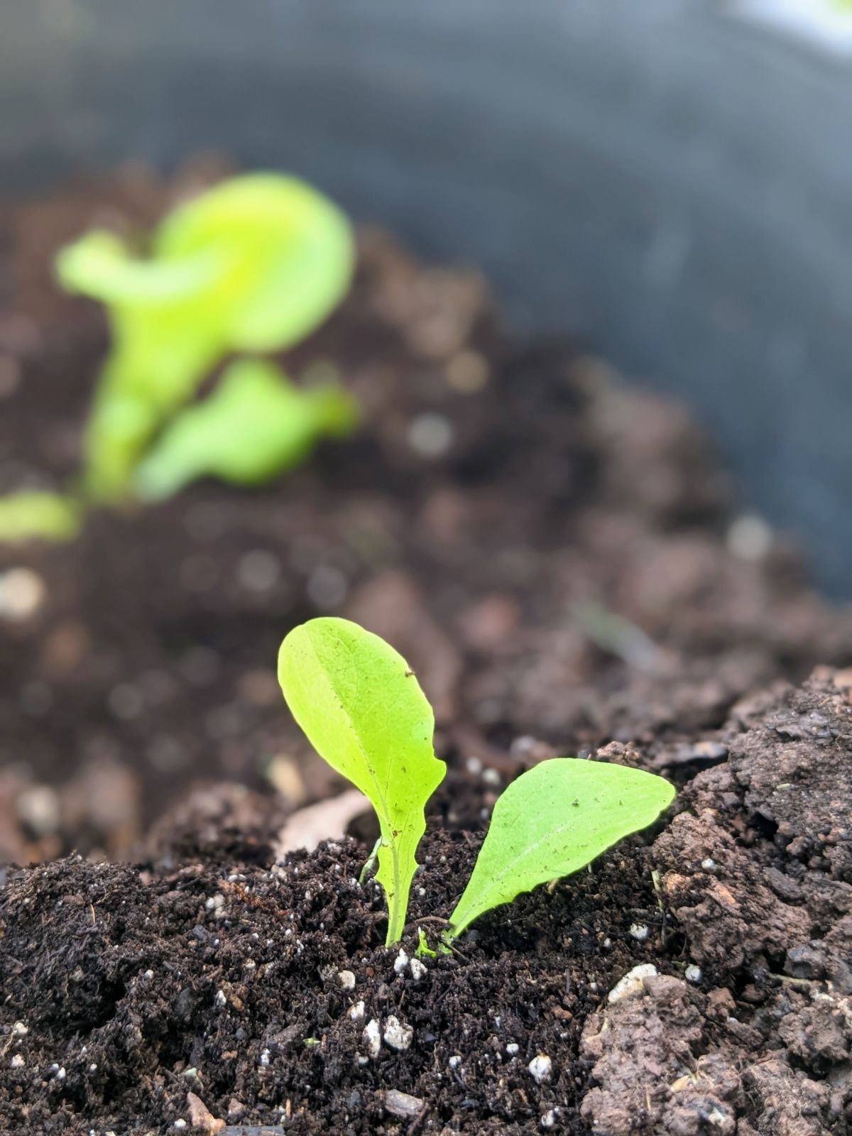 Small lettuce seedling in a big container of soil